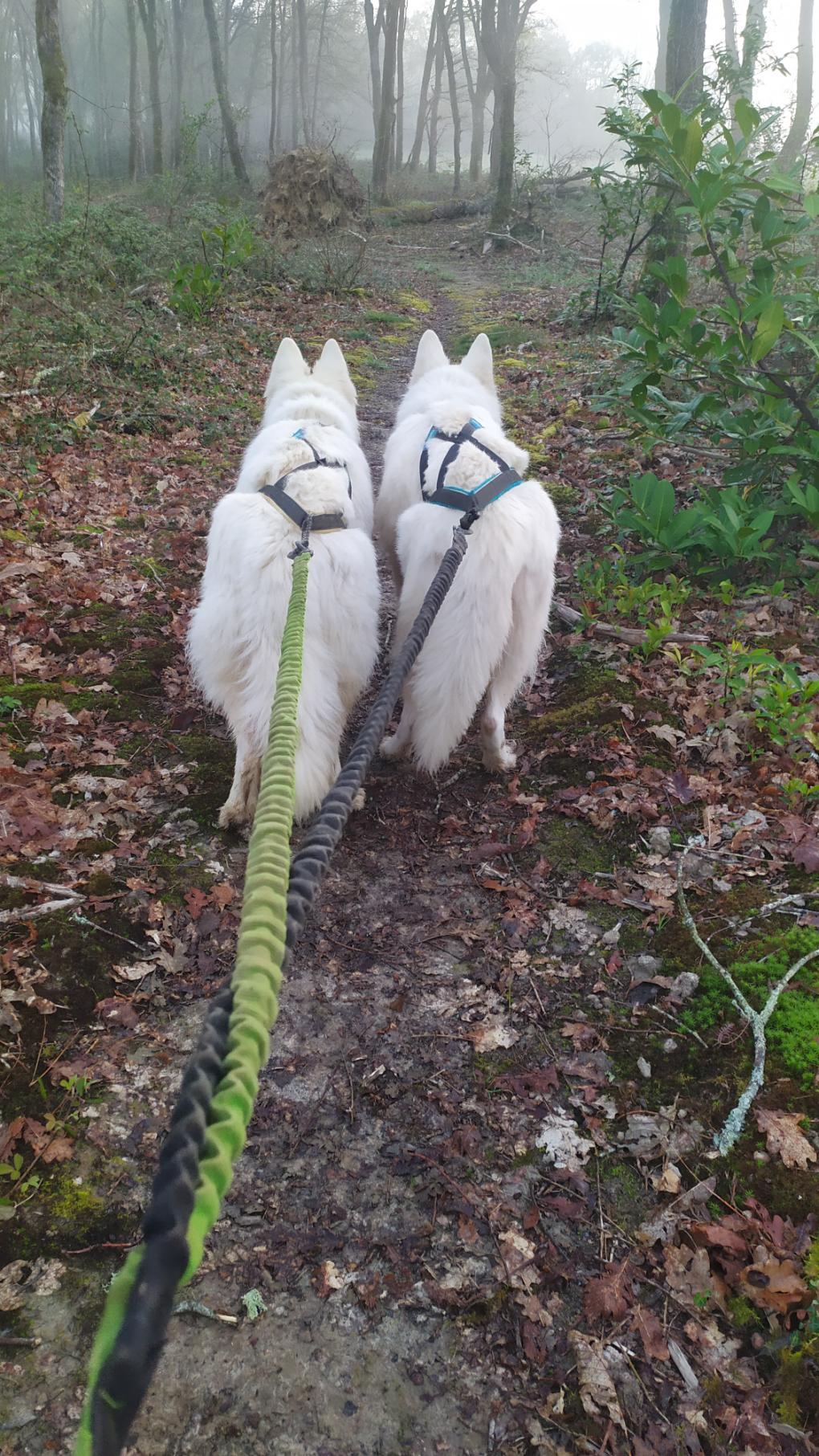 Promenade matinale de deux bergers blancs suisses
